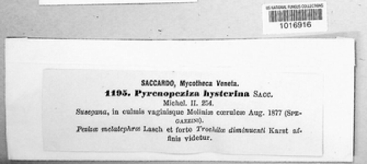 Pyrenopeziza hysterina image